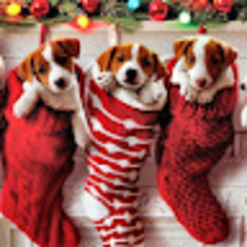 Meet your Posher, Molly